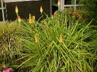 Tritoma, Red Hot Poker