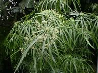Umbrella grass