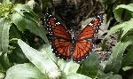 Butterfly flowers