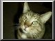 Cats and Kittens free screensaver