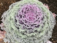 Lacy Kale