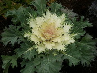 Green and white Kale