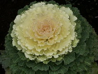 White and green Kale