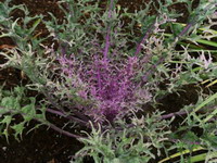 Purple spider web Kale