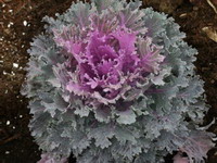 Purple and grey Kale