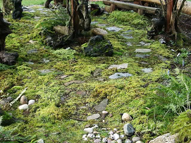 A Carpet of Moss