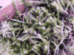 Golden Short-Capsuled Moss 