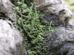 Cladonia Scales