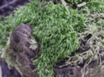 Broom Moss 
