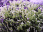 Clear Moss 