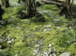 A Carpet of Moss 