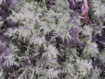 Stair Step Moss