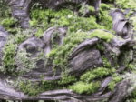 Twelve Mosses and Lichens 