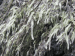 Cedar Shake Liverwort 