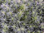 Awned Haircap Moss 