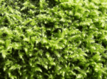 Small Flat Moss 