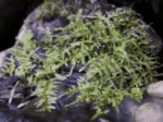 Lanky Moss 