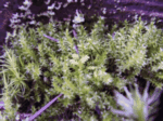 Bent-Leaf Moss 