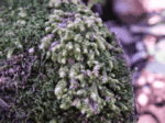 Yellow-Ladle Liverwort 