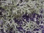 Oregon Selaginella 