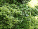 Small Red Peat Moss 