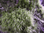 White-Toothed Peat Moss 