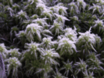 Shaggy Sphagnum 