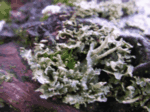 Questionable Rock-Frog 