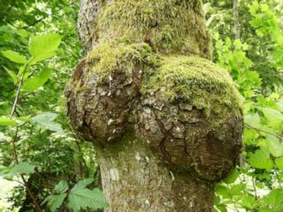 live burls on a tree