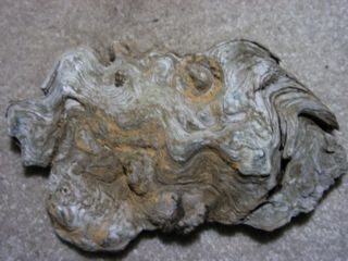 a burl