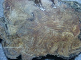 a sliced burl