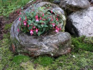 Cedar Fuchsia planter