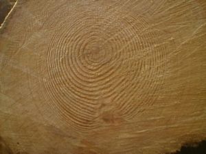 160 year old Douglas Fir