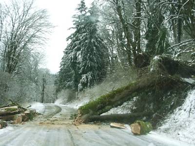 Fallen Trees