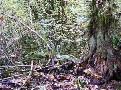 brambles and brush