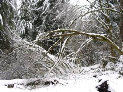 Fallen Trees