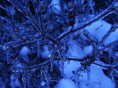 ice on an shrub