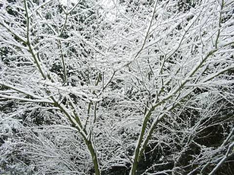 snow on an Acer