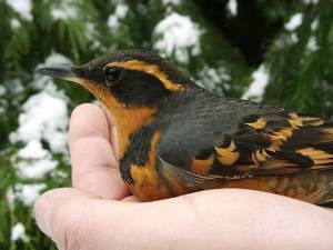 Varied Thrush