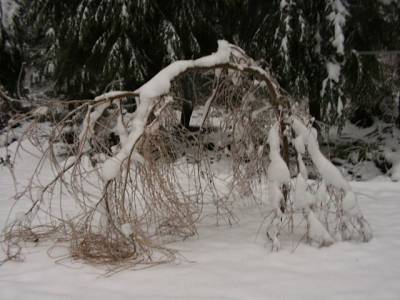 Weeping Willow