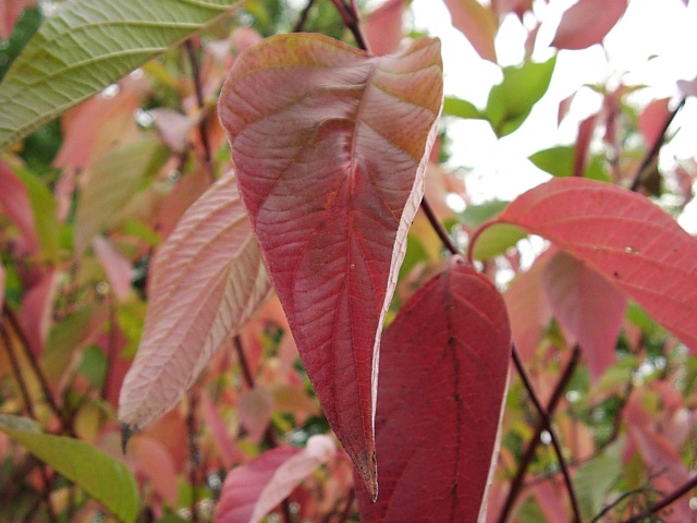 Red+twig+dogwood+bush