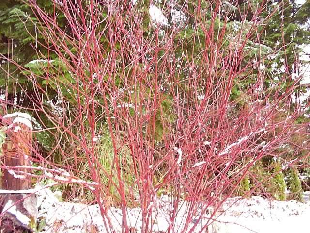 Red+twig+dogwood+shrub+pictures