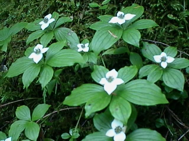 Dogwood+blossom+tattoo