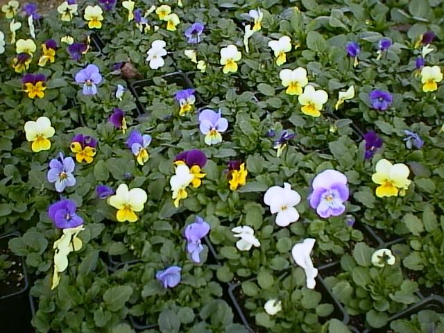 Pansies at a Nursery
