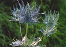 Sea Holly