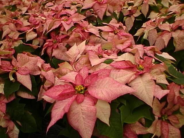 Poinsettia Plants