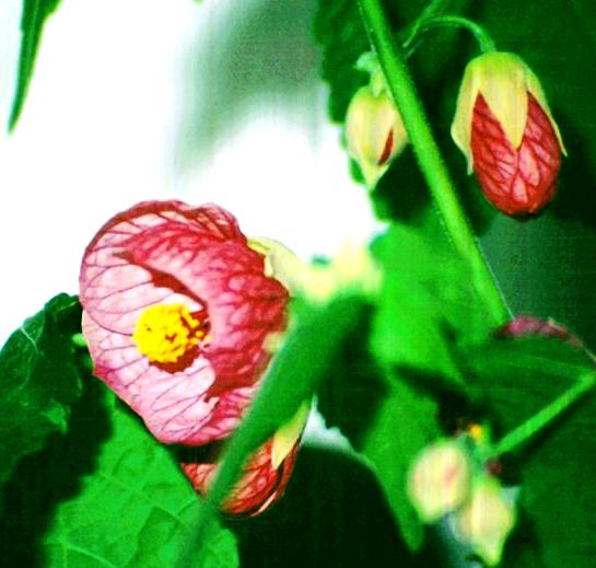 Flowering Maple, Abutilon hybridum