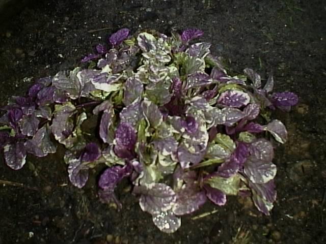 Ajuga reptans, Bugleweed