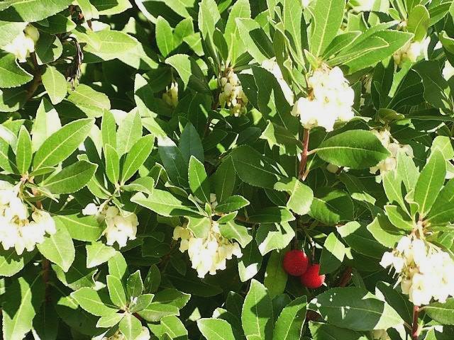 Arbutus Fruiting