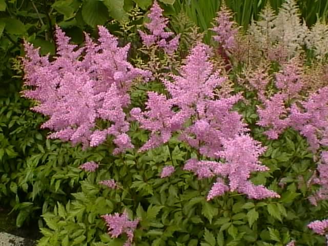 Astilbe in Bloom